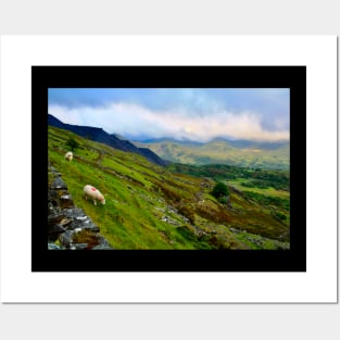 Sheep in Snowdonia Posters and Art